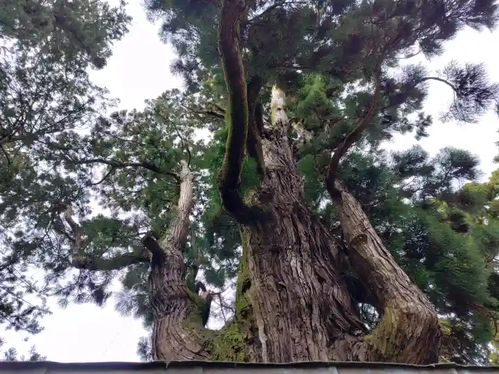 若狭姫神社(若狭彦神社下社)の{uncategorized: "未分類", other: "その他", undefined: "問題あり", building: "その他建物", grave: "お墓", sacred_gate: "鳥居", guardian: "狛犬", statue: "像", buddha: "仏像", history: "歴史", nature: "自然", garden: "庭園", animal: "動物", pagoda: "塔", temizu: "手水舎", mountain_gate: "山門・神門", sanctuary: "本殿・本堂", subordinate: "末社・摂社", art: "芸術", scenery: "景色", jizo: "地蔵", ema: "絵馬", goshuin: "御朱印", omikuji: "おみくじ", items: "授与品その他", amulet: "お守り", goshuincho: "御朱印帳", eats: "食事", festival: "お祭り", votive_dance: "神楽", shichigosan: "七五三参", wedding: "結婚式", experience: "体験その他", initially: "初詣", around: "周辺", anti_infection: "感染症対策"}