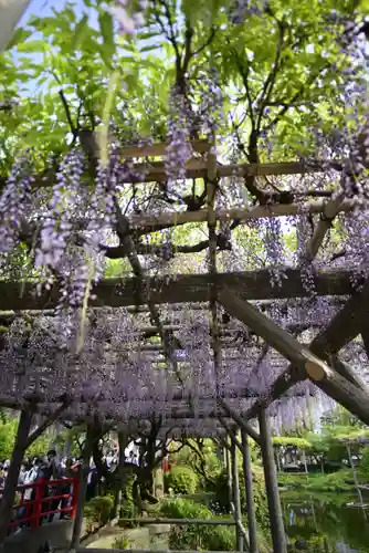 亀戸天神社(東京都)