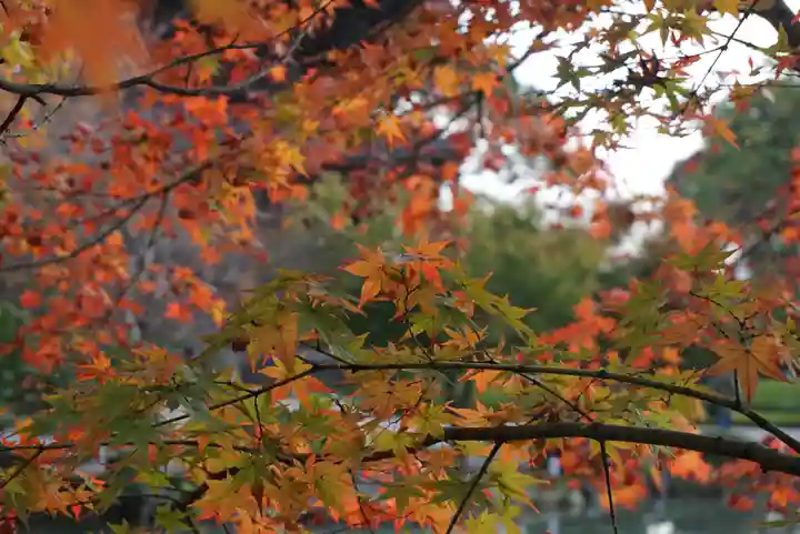 東寺(教王護国寺)の自然
