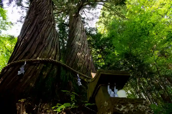戸隠神社火之御子社の自然