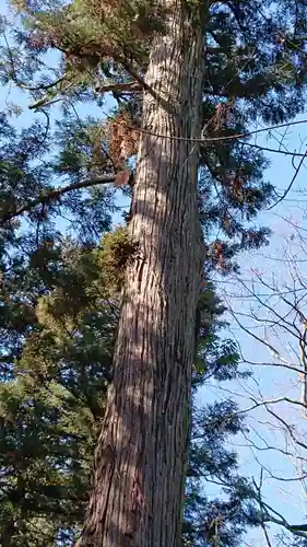 野木神社の自然
