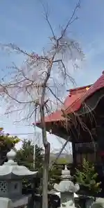 大鏑神社の自然(2020年03月30日(月) 13時34分35秒投稿)