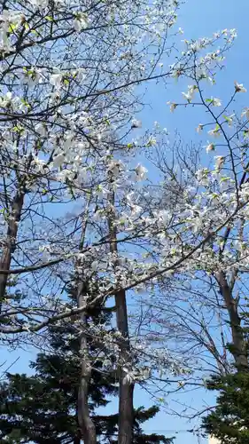 新琴似神社の自然