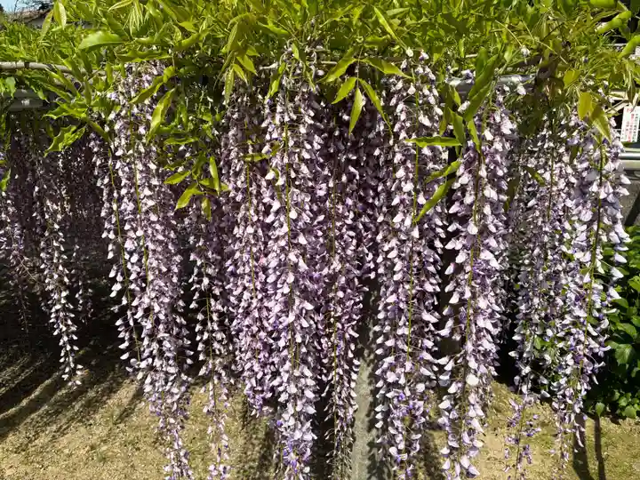 地福寺(徳島県)