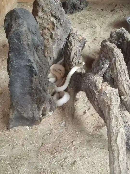 赤水蛇石神社の動物