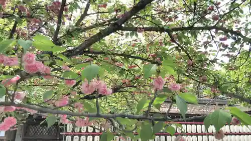 平野神社の自然