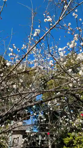 赤坂氷川神社の{uncategorized: "未分類", other: "その他", undefined: "問題あり", building: "その他建物", grave: "お墓", sacred_gate: "鳥居", guardian: "狛犬", statue: "像", buddha: "仏像", history: "歴史", nature: "自然", garden: "庭園", animal: "動物", pagoda: "塔", temizu: "手水舎", mountain_gate: "山門・神門", sanctuary: "本殿・本堂", subordinate: "末社・摂社", art: "芸術", scenery: "景色", jizo: "地蔵", ema: "絵馬", goshuin: "御朱印", omikuji: "おみくじ", items: "授与品その他", amulet: "お守り", goshuincho: "御朱印帳", eats: "食事", festival: "お祭り", votive_dance: "神楽", shichigosan: "七五三参", wedding: "結婚式", experience: "体験その他", initially: "初詣", around: "周辺", anti_infection: "感染症対策"}