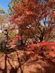 東福禅寺（東福寺）の自然