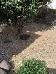 三輪神社の動物