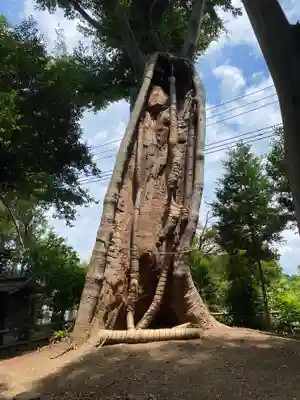 白鬚神社(埼玉県)