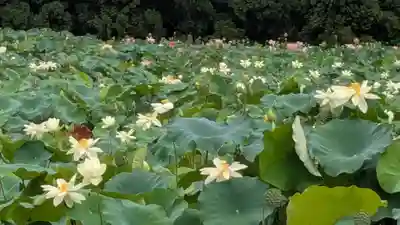蓮華寺(福井県)