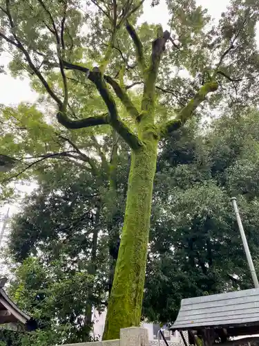 秩父神社の自然