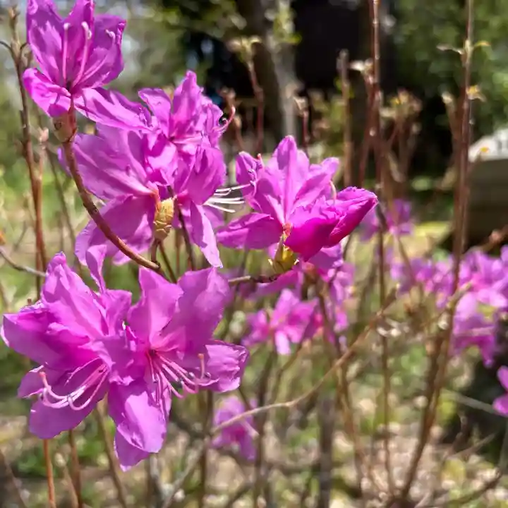 東円寺の{uncategorized: "未分類", other: "その他", undefined: "問題あり", building: "その他建物", grave: "お墓", sacred_gate: "鳥居", guardian: "狛犬", statue: "像", buddha: "仏像", history: "歴史", nature: "自然", garden: "庭園", animal: "動物", pagoda: "塔", temizu: "手水舎", mountain_gate: "山門・神門", sanctuary: "本殿・本堂", subordinate: "末社・摂社", art: "芸術", scenery: "景色", jizo: "地蔵", ema: "絵馬", goshuin: "御朱印", omikuji: "おみくじ", items: "授与品その他", amulet: "お守り", goshuincho: "御朱印帳", eats: "食事", festival: "お祭り", votive_dance: "神楽", shichigosan: "七五三参", wedding: "結婚式", experience: "体験その他", initially: "初詣", around: "周辺", anti_infection: "感染症対策"}