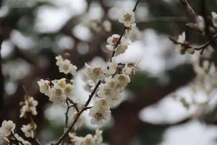 開成山大神宮の自然