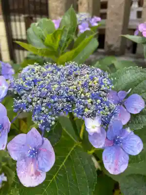 白山神社(東京都)