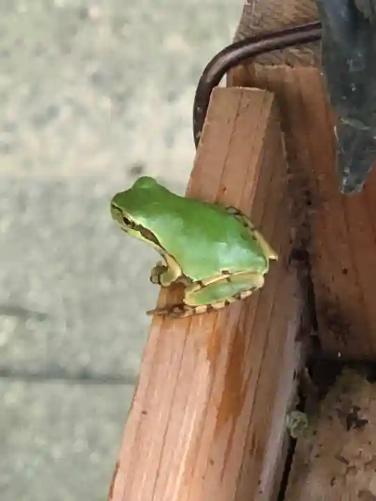 都波岐奈加等神社の動物