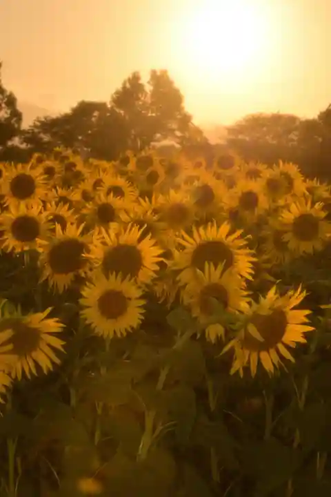 座間神社(神奈川県)