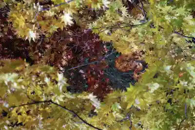北広島市総鎮守　廣島神社(北海道)