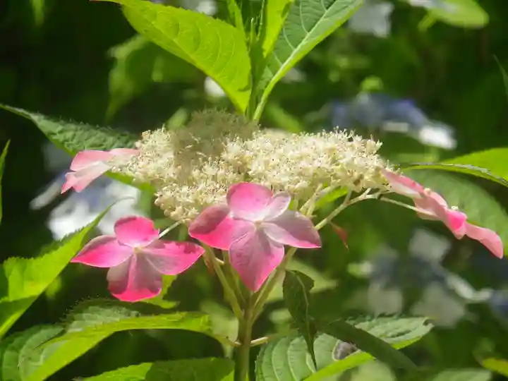 長壽寺(長寿寺)の自然