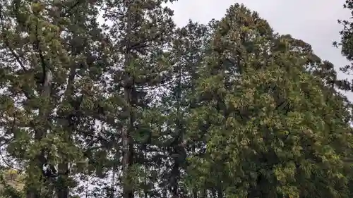 小村神社の自然