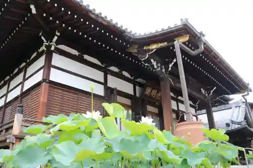 善導寺の本殿・本堂