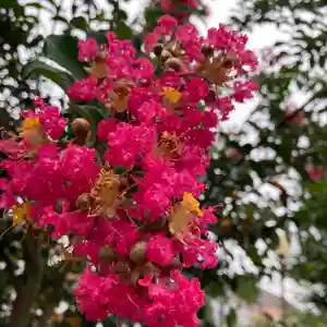 八王子成田山傳法院の自然(2021年09月08日(水) 15時25分51秒投稿)