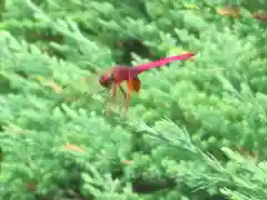 屋久島大社の動物