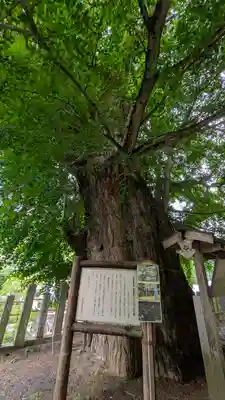 素盞雄神社(奈良県)