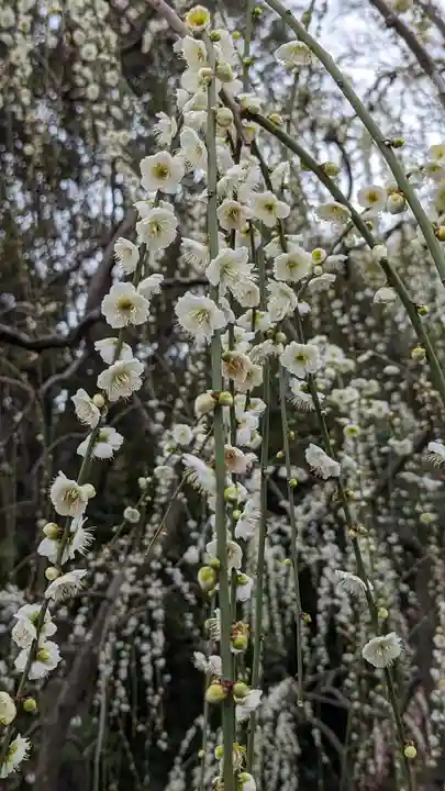 城南宮(京都府)