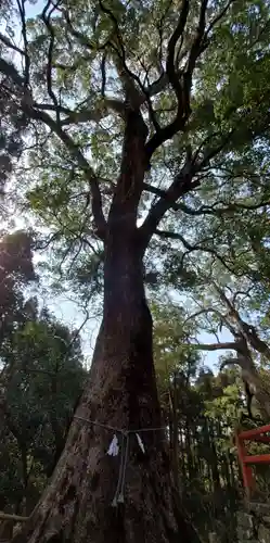 榎原神社の自然
