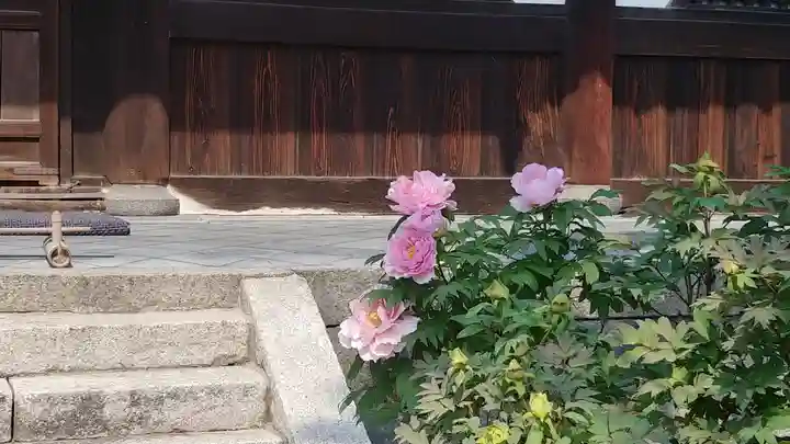 建仁寺(建仁禅寺)の自然