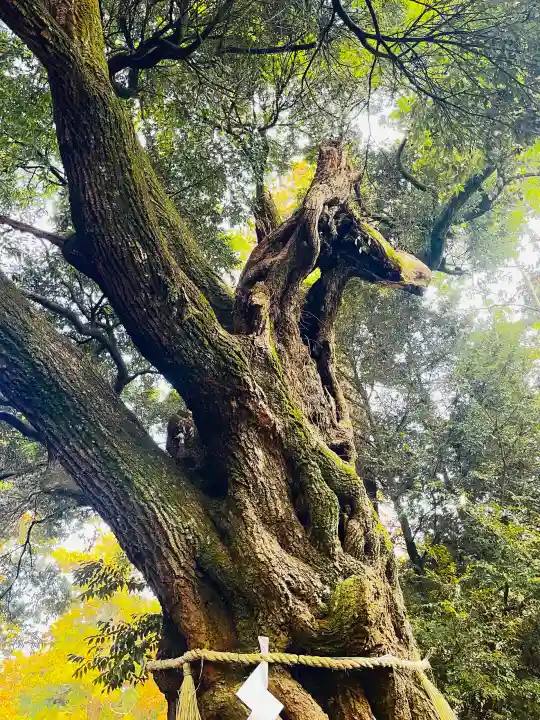 大杉神社の{uncategorized: "未分類", other: "その他", undefined: "問題あり", building: "その他建物", grave: "お墓", sacred_gate: "鳥居", guardian: "狛犬", statue: "像", buddha: "仏像", history: "歴史", nature: "自然", garden: "庭園", animal: "動物", pagoda: "塔", temizu: "手水舎", mountain_gate: "山門・神門", sanctuary: "本殿・本堂", subordinate: "末社・摂社", art: "芸術", scenery: "景色", jizo: "地蔵", ema: "絵馬", goshuin: "御朱印", omikuji: "おみくじ", items: "授与品その他", amulet: "お守り", goshuincho: "御朱印帳", eats: "食事", festival: "お祭り", votive_dance: "神楽", shichigosan: "七五三参", wedding: "結婚式", experience: "体験その他", initially: "初詣", around: "周辺", anti_infection: "感染症対策"}