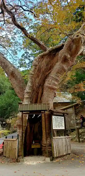 金華山黄金山神社の自然