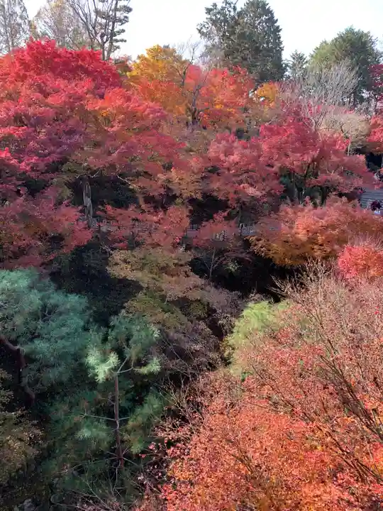 東福禅寺(東福寺)の自然