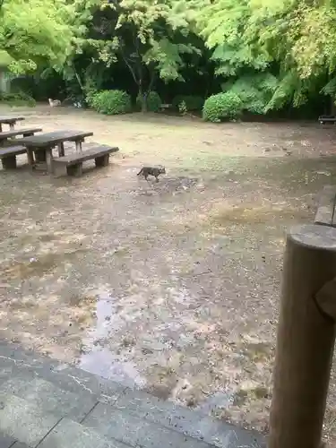 玉野御嶽神社の動物