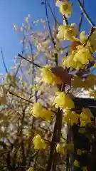 大山祇神社の自然