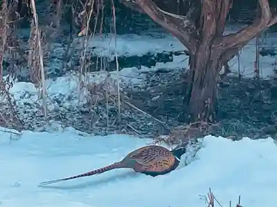 長沼神社(北海道)