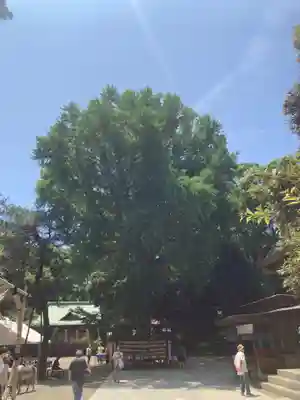 平塚八幡宮(神奈川県)