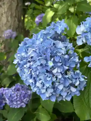 願成寺(福島県)