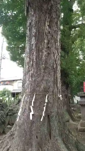 半田稲荷神社の自然