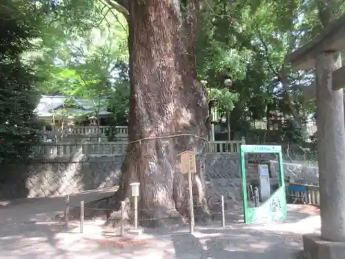 五所神社(神奈川県)