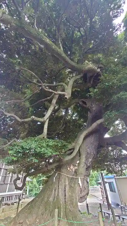 九重神社の自然
