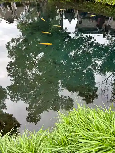 淺間神社（忍野八海）の庭園