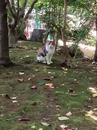 牟呂八幡宮の動物