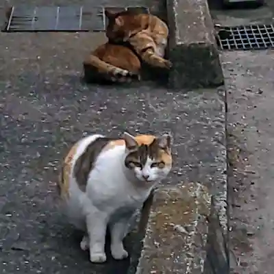 柴籬神社(大阪府)