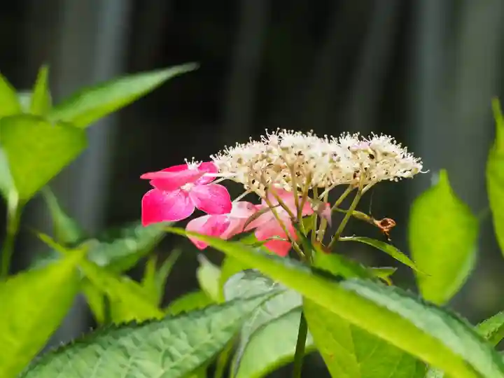 長壽寺(長寿寺)の自然