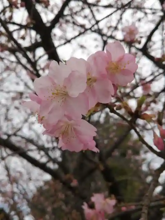 櫻木神社の自然