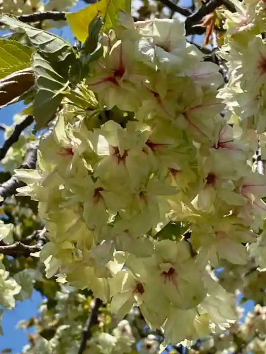 六孫王神社の自然