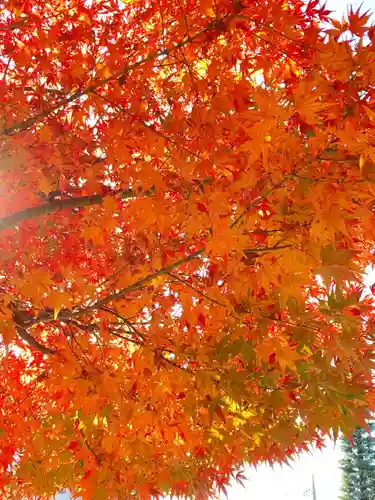 柏諏訪神社の自然