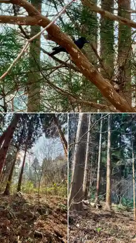 函館八幡宮の動物